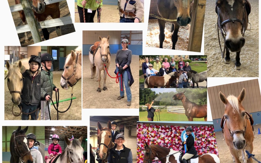 Happy International Lesson Horse Day!